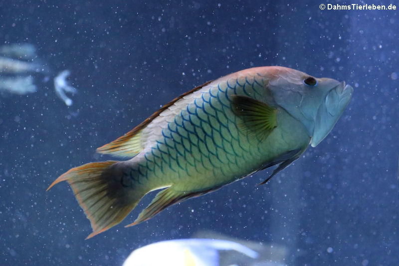 Stülpmaul-Lippfisch Epibulus insidiator-2