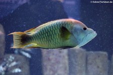 Stülpmaullippfisch (Epibulus insidiator) im Aquarium Berlin