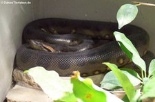 Grüne Anakonda (Eunectes murinus) im Aquarium Berlin