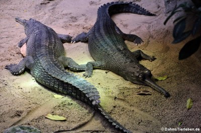 Gangesgaviale (Gavialis gangeticus)