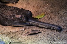 Gangesgavial (Gavialis gangeticus) im Aquarium Berlin