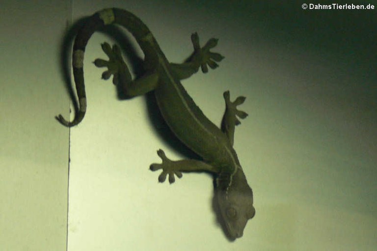 Gekko vittatus