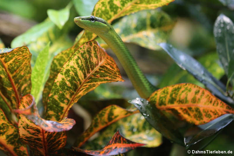 Spitzkopfnatter (Gonyosoma oxycephalum)