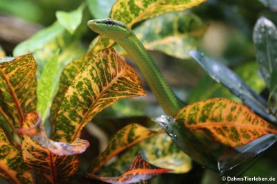 Spitzkopfnatter (Gonyosoma oxycephalum)