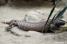 Skorpion-Krustenechse (Heloderma horridum) im Aquarium Berlin