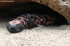 Gila-Krustenechse (Heloderma suspectum) im Aquarium Berlin