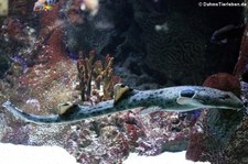 Epaulettenhai (Hemiscyllium ocellatum) im Aquarium Berlin