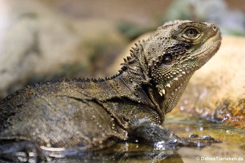 Australische Wasseragame (Intellagama lesueurii lesueurii)