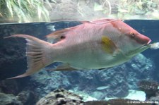 Eber-Lippfisch (Lachnolaimus maximus) im Aquarium Berlin