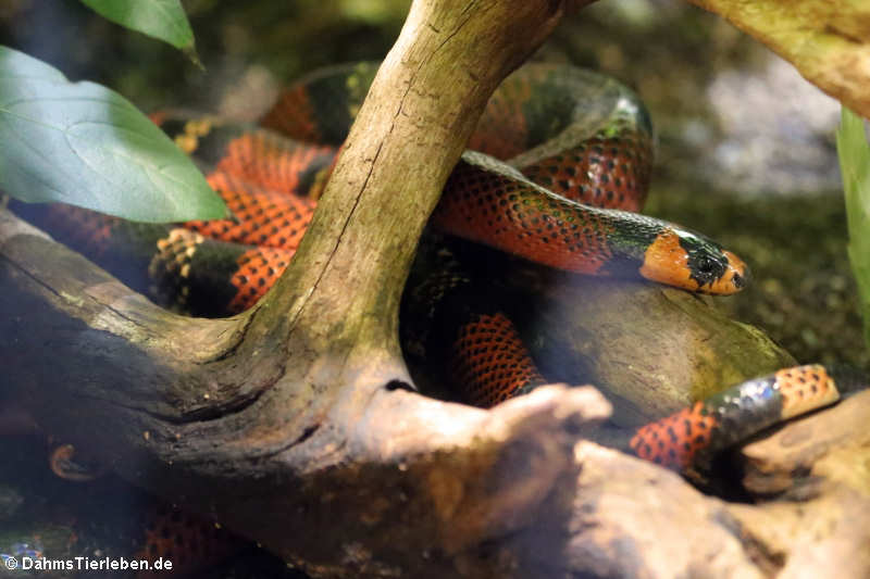 Honduras-Königsnatter (Lampropeltis triangulum hondurensis)