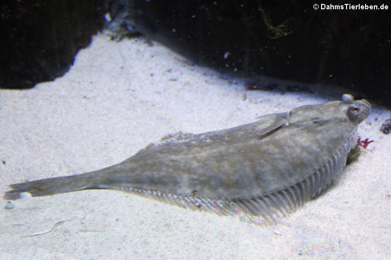 Pleuronectes platessa-1