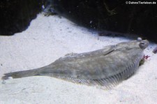 Scholle (Pleuronectes platessa) im Aquarium Berlin