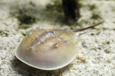 Atlantischer Pfeilschwanzkrebs (Limulus polyphemus) im Aquarium Berlin