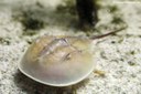 Limulus polyphemus