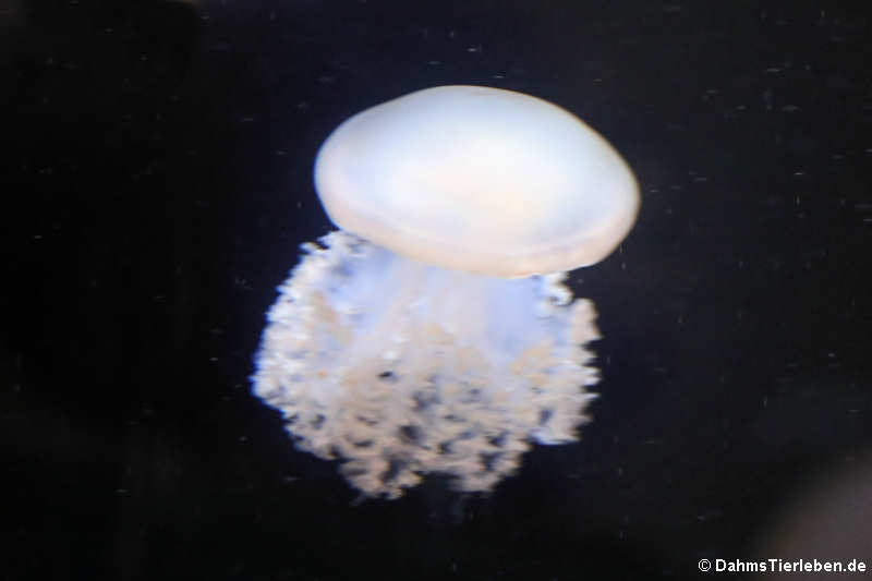 Lychnorhiza lucerna-1