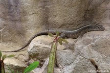 Felsenschildechse (Matobosaurus validus) im Aquarium Berlin