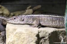 Felsenschildechse (Matobosaurus validus) im Aquarium Berlin