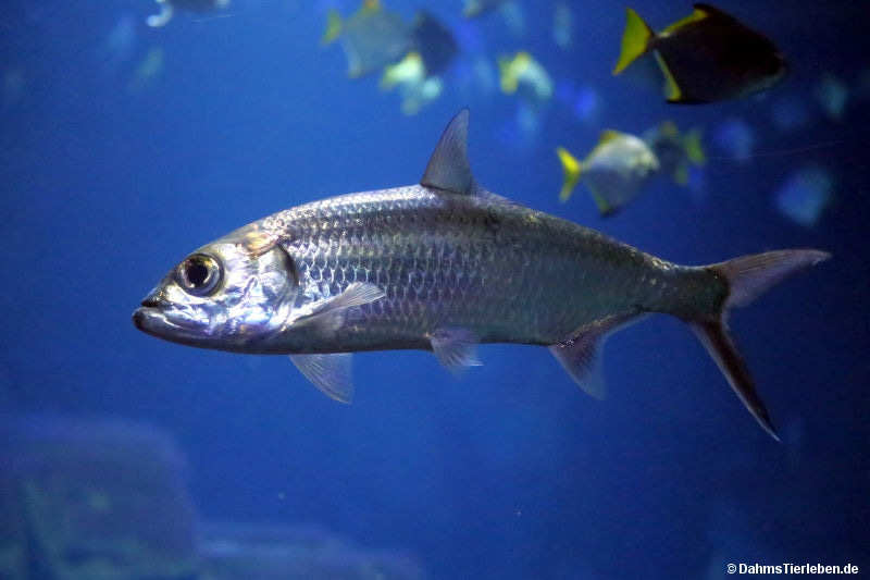 Megalops cyprinoides