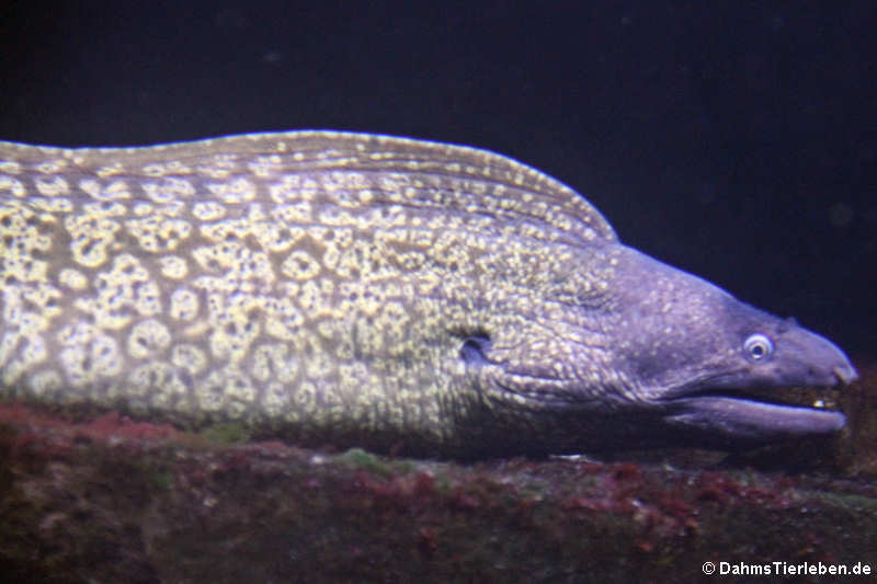 Muraena helena-1