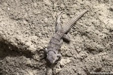 Großer Madagaskar Baumleguan (Oplurus cuvieri) im Aquarium Berlin