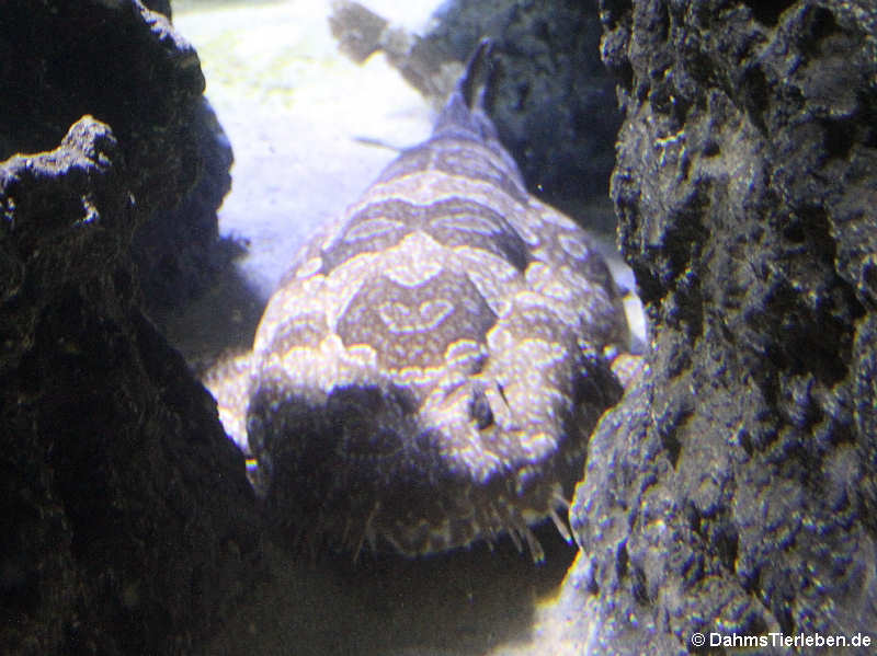 Orectolobus ornatus-1