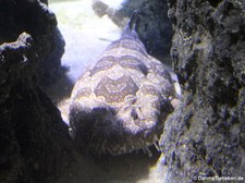 Ornament-Teppichhai (Orectolobus ornatus) im Aquarium Berlin