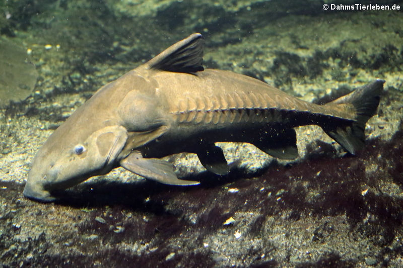 Schwarzer Dornwels (Oxydoras niger)