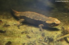 Chinesischer Warzenmolch (Paramesotriton chinensis) im Aquarium Berlin