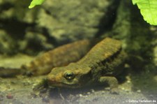 Chinesischer Warzenmolch (Paramesotriton chinensis) im Aquarium Berlin