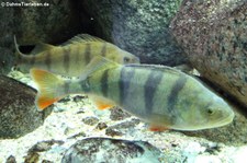 Flussbarsch (Perca fluviatilis) im Aquarium Berlin