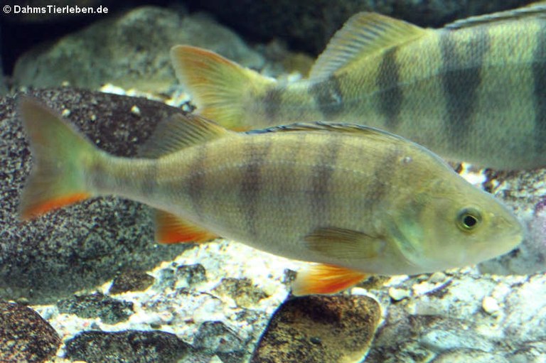 Perca fluviatilis