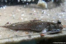 Indischer Zwergschlammspringer (Periophthalmus novemradiatus) im Aquarium Berlin