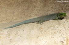 Querstreifen-Taggecko (Phelsuma standingi) im Aquarium Berlin