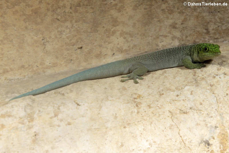 Phelsuma standingi