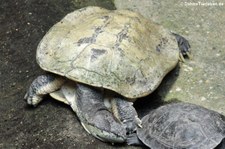 Helle Krötenkopfschildkröte (Phrynops hilarii) im Aquarium Berlin