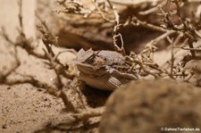 Kurzschwanz-Krötenechse (Phrynosoma braconnieri) im Aquarium Berlin