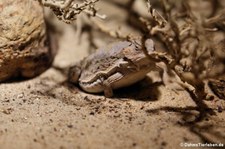 Kurzschwanz-Krötenechse (Phrynosoma braconnieri) im Aquarium Berlin