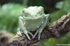 Warziger Makifrosch (Phyllomedusa sauvagii) im Aquarium Berlin