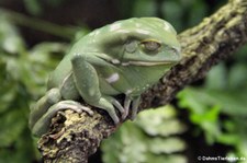 Warziger Makifrosch (Phyllomedusa sauvagii) im Aquarium Berlin