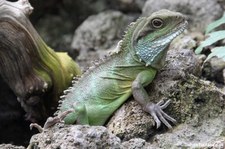 Grüne Wasseragame (Physignathus cocincinus) im Aquarium Berlin