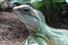 Grüne Wasseragame (Physignathus cocincinus) im Aquarium Berlin