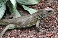 Grüne Wasseragame (Physignathus cocincinus) im Aquarium Berlin