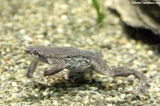 Zwergwabenkröte (Pipa parva) im Aquarium Berlin