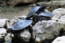 Terekay-Schienenschildkröte (Podocnemis unifilis) im Aquarium Berlin