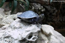 Terekay-Schienenschildkröte (Podocnemis unifilis) im Aquarium Berlin