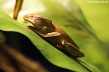 Hornlappen-Ruderfrosch (Polypedates otilophus) im Aquarium Berlin