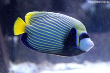 Imperator-Kaiserfisch (Pomacanthus imperator) im Aquarium Berlin