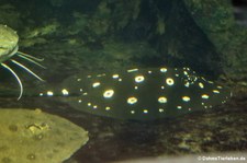 Leopolds Stechrochen (Potamotrygon leopoldi) im Aquarium Berlin