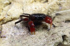 Rote Mangrovenkrabbe (Pseudosesarma moeschi) im Aquarium Berlin