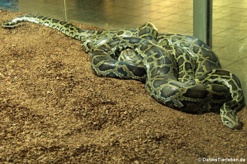 Dunkler Tigerpython (Python bivittatus bivittatus)